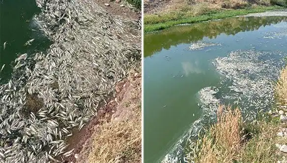 Karasu Çayı’nda Balık Ölümleri: Gizemli Sebep Ne?