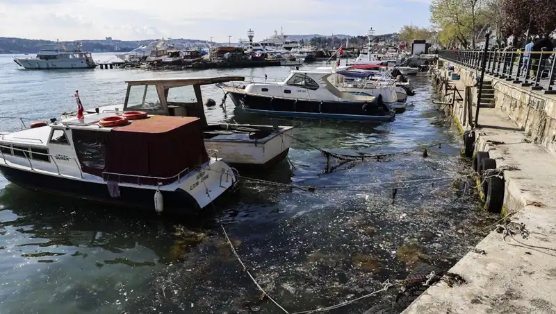 İstanbul'da Müsilaj Alarmı: Denizlerimizdeki Bu Korkutucu Sorun Neden Tekrar Ediyor?