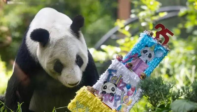 Dev Panda Xin Xin'ın 35. Yaş Günü: Kutlama ve Anılar