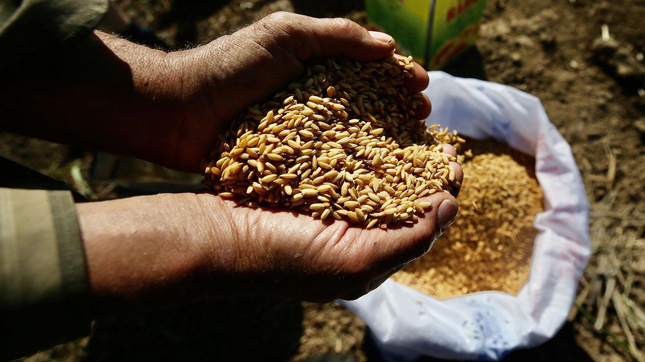 Ata Tohumları Artık Tarım Kredi Marketlerinde de Satışta