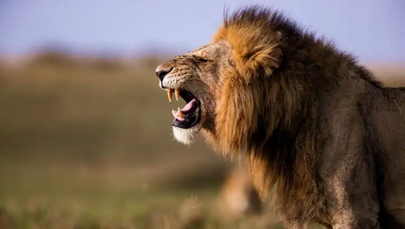 14 Yaşındaki Kızın Aslan Saldırısı Sonucu Hayatını Kaybetmesi