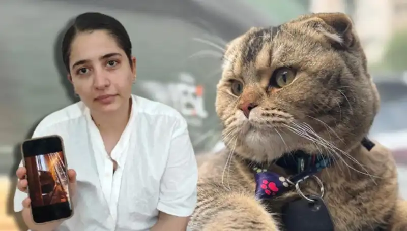 Kedi, Evliliğin Kaderini Belirleyecek: "Eşim Beni Boşayacak"