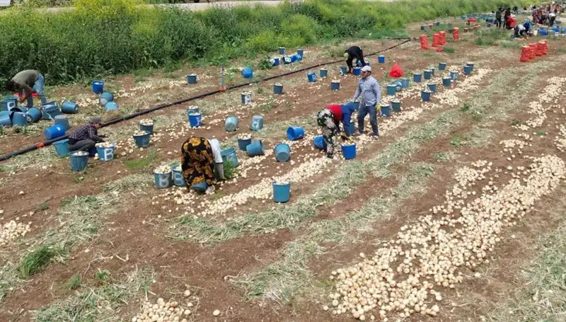 Şu An Soğan Hasadı Başladı: Fiyatlar Düşmeye Başladı