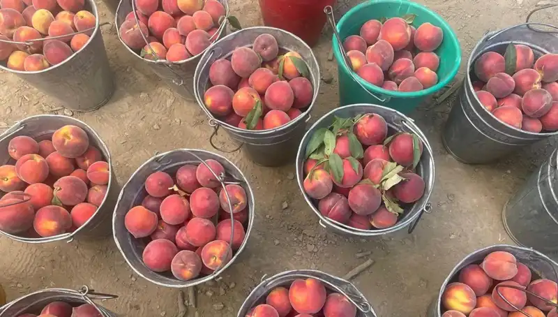 Hasat Zamanı: Çiftçiler Huzurla Hasat Yapıyor, Fiyatlar Uçuşta!