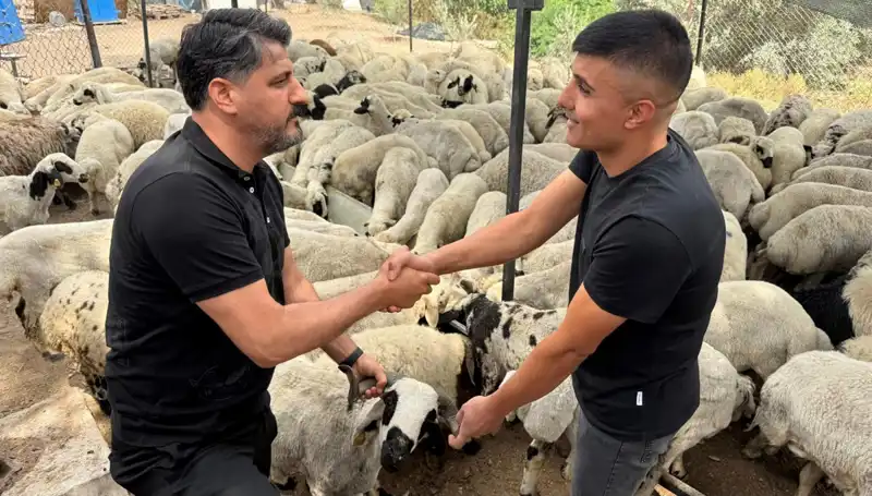 Kurbanlık Alırken Dikkat! Tuz ve Sumakla Şişkin Gösterilen Hayvanlar