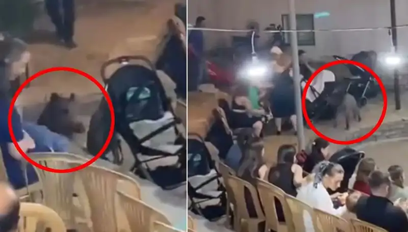 Düğün Günü Yaban Domuzunun Misafirlerine Şaşırtıcı Ziyareti