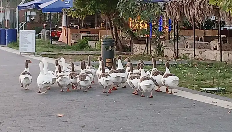Denizde Eğlencenin Ardından Gelen Korkunç Son: Kazlar Neden Öldü?