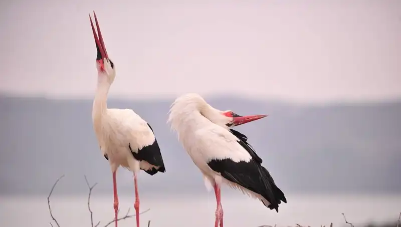 Yaren'i Görmek İçin Türkiye'ye Akın Edenler: Marteniçka'nın Efsanesi