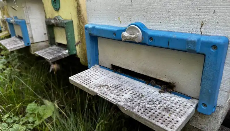 Dedesinin Nasihatı ile Dönüşen Hayat: 1 Ton Üretim Hedefi