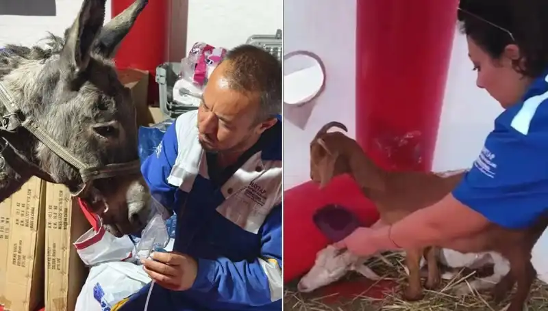 Yangın Kazasında Zarar Gören Eşeğe Oksijen Maskesiyle Hayat Verildi!