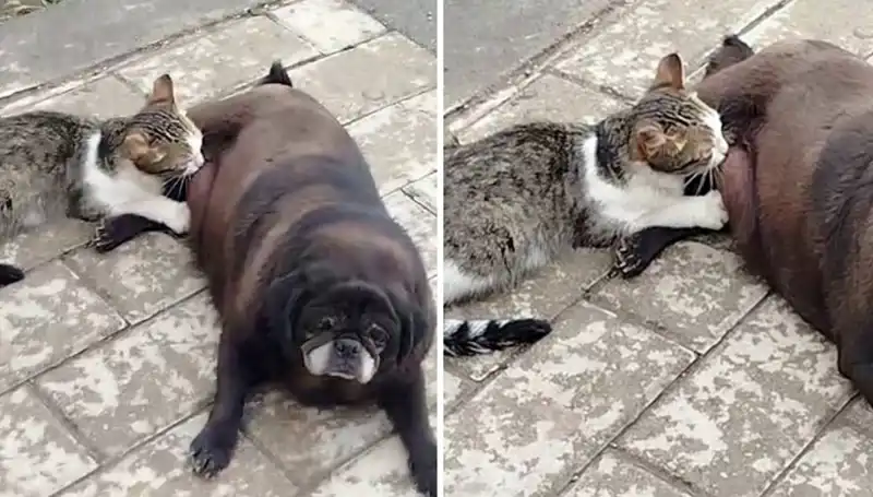 Erzurum Sokaklarında Şaşırtan An: Bir Köpek Kediyi Emziriyor!