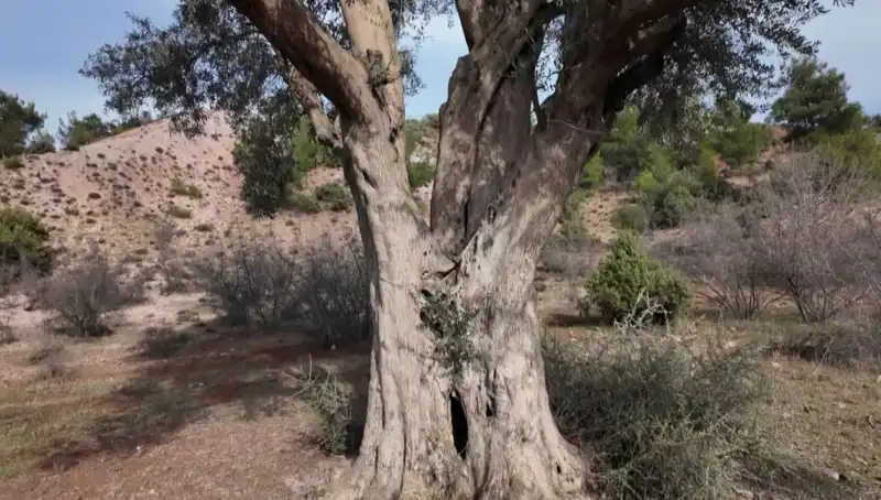 800 Yıllık Zeytin Ağacının Hikayesi: Doğanın Mucizesi