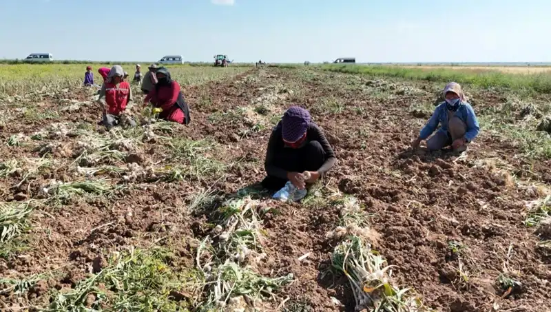 Rusya, Almanya ve İspanya’nın Antibiyotiği: Neler Oluyor?