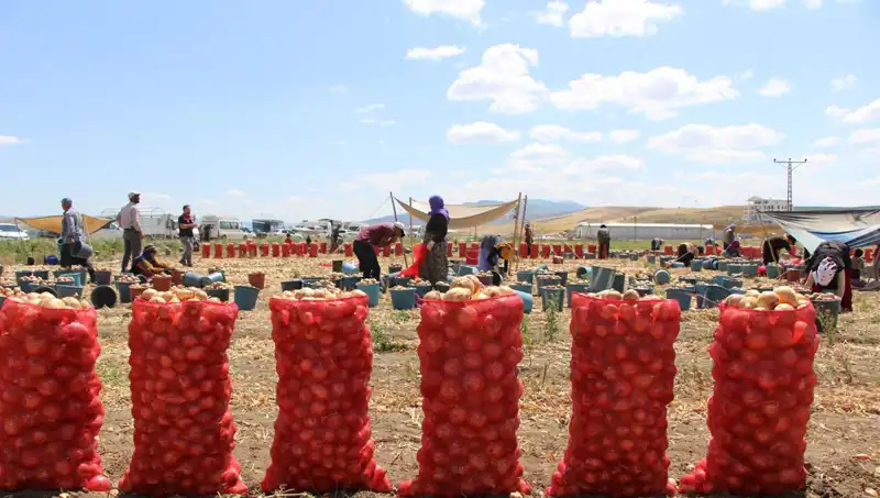 Amasya Elması, Avrupa ve Rusya Pazarında Çıkış Yapıyor