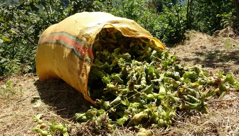 Giresun'da Fındık Hasadı Başladı: Verim ve Kalite Beklentileri Artıyor