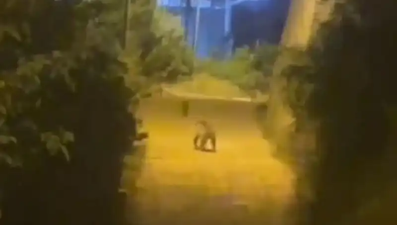 Gümüşhane'de Şehir Merkezine İnen Ayı Panic Yarattı!