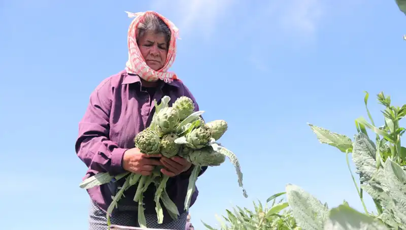 Tarladan Sofralara: Organik Ürünlerin Artan Fiyatları ve Kalitesi