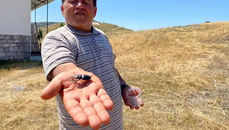 Sivas’ta Görülen Nadide Böceğin Korunmasına İnanılmaz Ceza!
