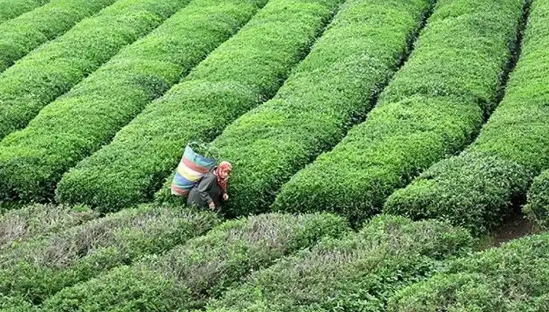 ÇAYKUR Bayramda Yaş Çay Alımına Devam Edecek: Çiftçiye Destek