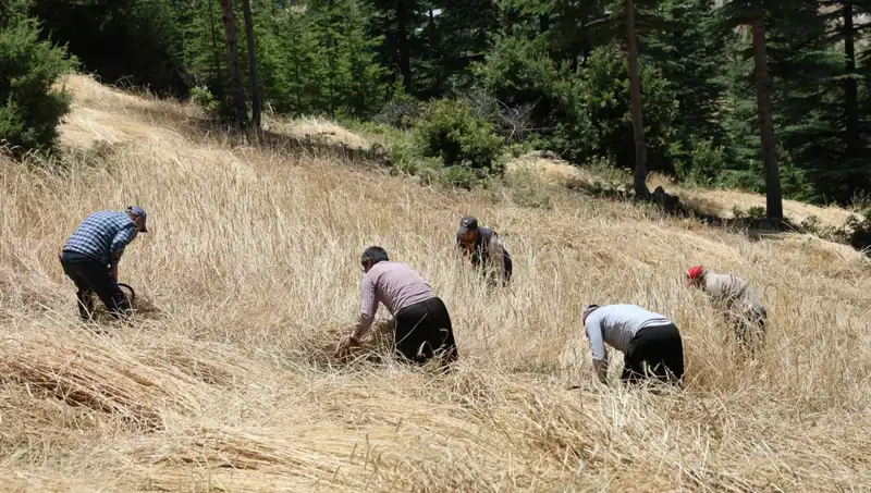 Teknolojinin Ulaşamadığı Tarla: Ellik ve Orakla Hasat Sezonu Açıldı!