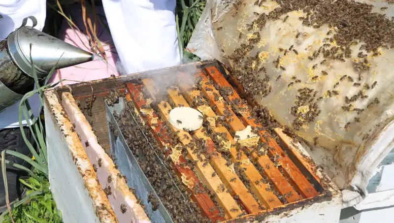 Ata Mesleği Arıcılıkla Genç Girişimcinin Yurt Dışı Başarısı