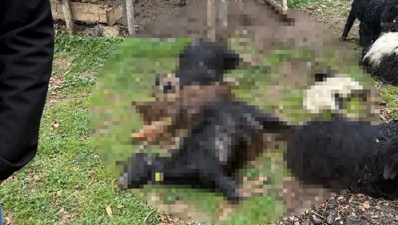 Sahipsiz Köpekler, 18 Keçiyi Telef Etti: Neyin Bedeli?