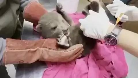 Karabük'te Yavru Bozayının Hayat Mücadelesi: Doğanın Merhameti ve İnsanların Rolü