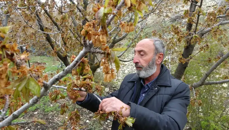 Zirai Don: Üreticiler Kayıplarla Savaşırken Albastı Kirazında Büyük Tehlike