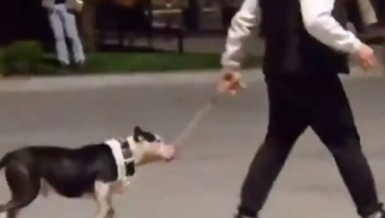 Ağızlıksız Pitbull, Parkta Nezih Bir Anı Yaşatmadı: Sahibine Cezayı Getiren Olay