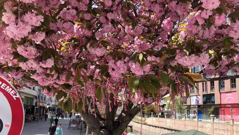 Süs Erik Ağaçlarına Martenitsa Bağlama Geleneği: Baharın Temsili