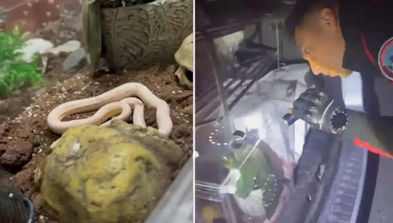 Güvenlik Ekipleri Şokta: Arka Koltuktan Zehirli Yılanlar Fışkırdı!
