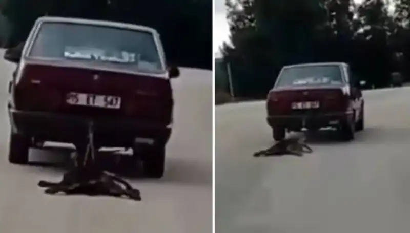 Otomobilin Arkasında Sürüklenen Köpek: Anlık Göz Göre Göre Yaşanan Korkunç Olay