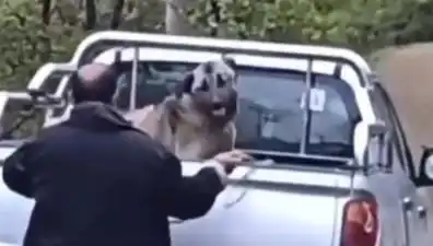 Trabzon'da Köpek Dövülmesi: Hayvan Hakları İhlali Mi Yoksa Cezadan Kaçış Mı?
