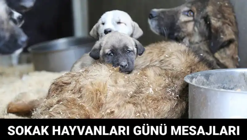 Dünya Sokak Hayvanları Günü: Akıllarda Kalacak Etkinlikler ve Anlamı