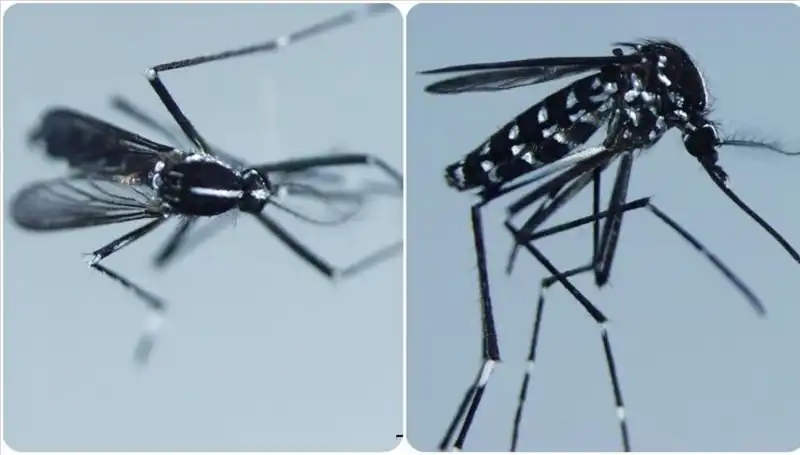 Chikungunya Virüsü: Belirtileri ve Görüldüğü Ülkelerdeki Tehlikeler