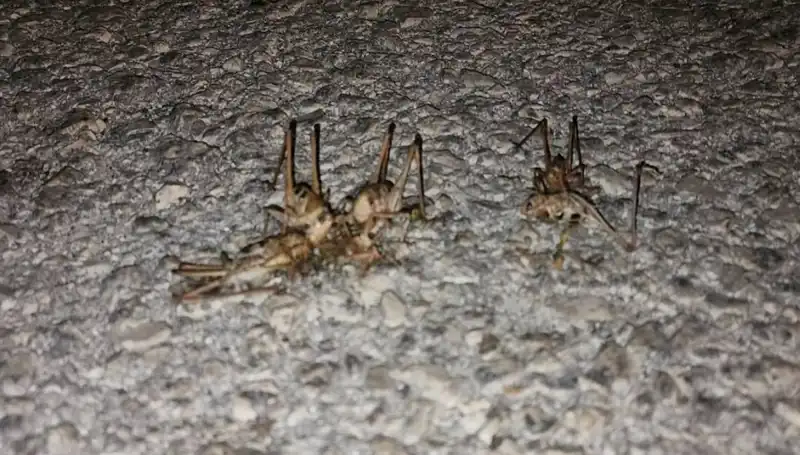 Yüzlerce Çekirge Şehri Bastı: Ekosistemdeki Değişimin Sesi!