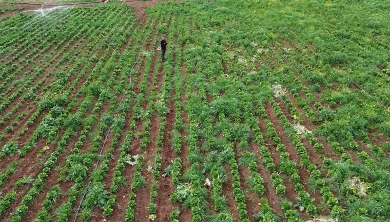 Kuraklık Marul Hasadını Vurdu: Üreticiler Zorda Kalacak mı?