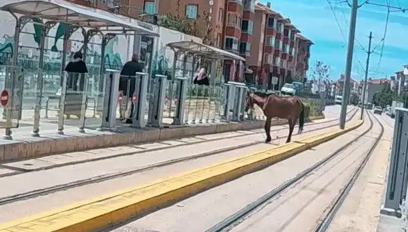 Eskişehir'de Tramvay Raylarında Başına Buyruk Bir At Görüntülendi