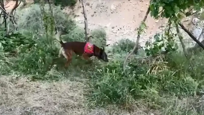 Dere Kenarındaki Esrar: Dedektör Köpekle Bulunan Sırrın Perdesi Aralanıyor