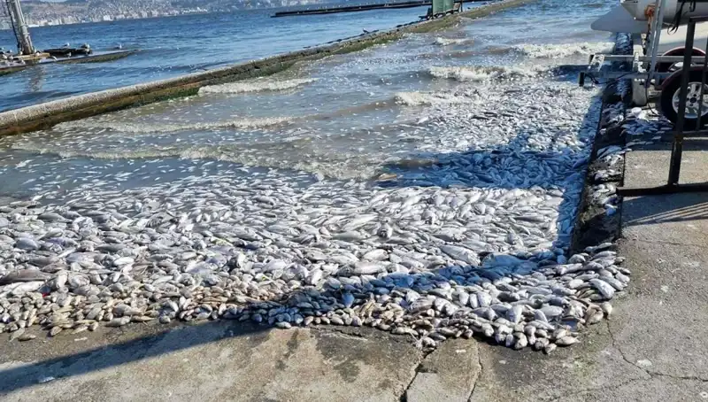 İzmir Körfezi’nde Yeni Bir Dönem Başlıyor: Tazelenme Projeleriyle Yenileniyor