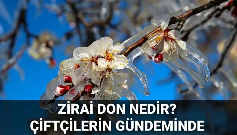 Zirai Don Nedir? Çiftçiler İçin Tehlikeli Dönem Başladı!