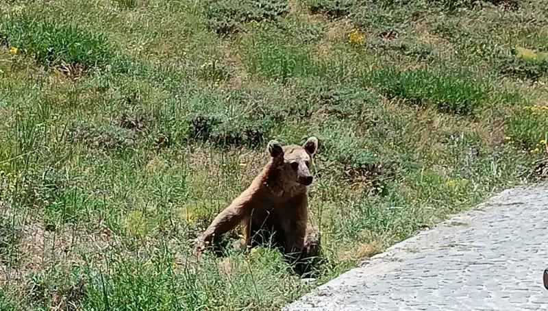 Nemrut Dağı'na Gidenler İçin Bozayı Uyarısı: Güvenlik ve Bilgilendirme