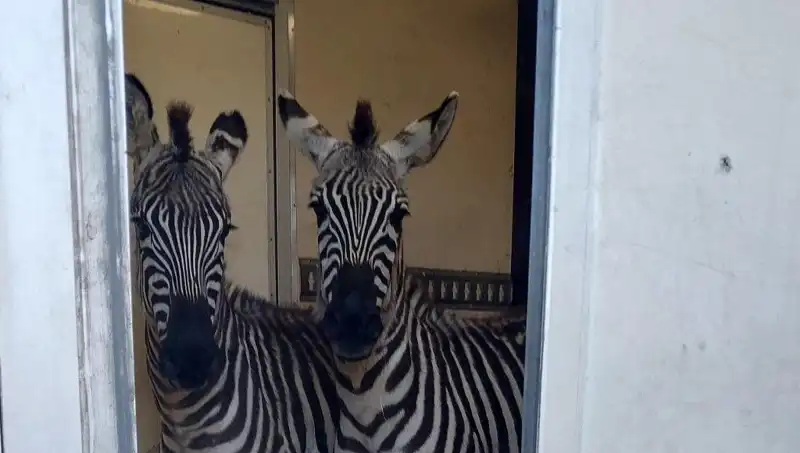 Sınırda Durdurulan Minibüste Yer Alan Şaşırtıcı Yolcular: 2 Zebra, 6 Maymun, Antilop ve Kuğu!
