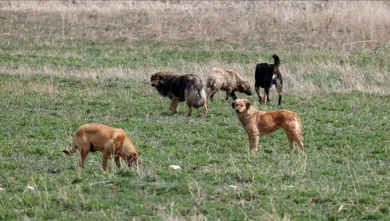 Ankara’da Sahipsiz Köpeklere Yeni Cezai Uygulama: Barınaklara Bırakma Fiyatı 71 Bin TL