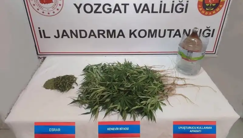 Yozgat'ta Uyuşturucu Müsadere Rekoru: 40 Kök Kenevir Ele Geçirildi!
