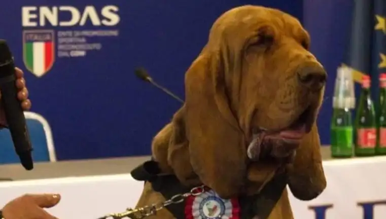 Arama Köpeği Suikastı: Çivili Sosisle Hayatı Kaybeden Kahraman