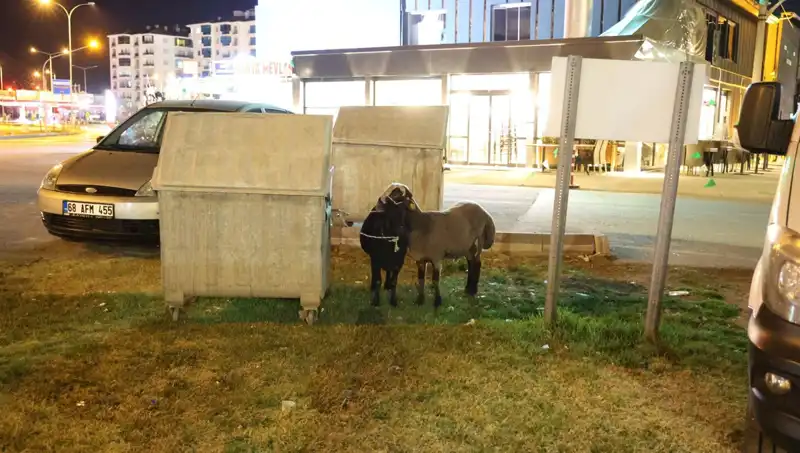 Mor Karaman Koyunları Neden Terk Edildi? Hikaye Farklı Bir Boyut Kazanıyor!
